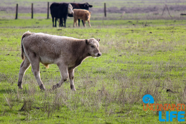 Calf Baby Cow Livermore CA
