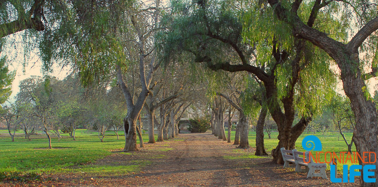Tree Tunnel Ravenswood Livermore, California, Uncontained Life