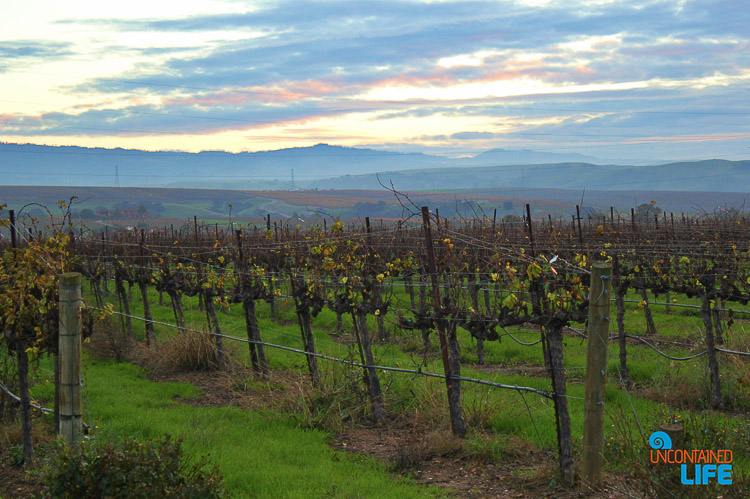Vineyard Sunset Livermore, California, Uncontained Life