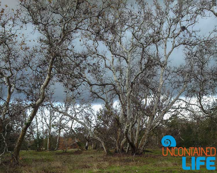 Trees Sycamore Grove Livermore, California, Uncontained Life