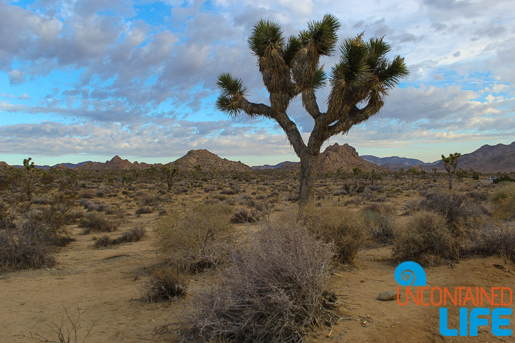 Joshua Tree California Desert