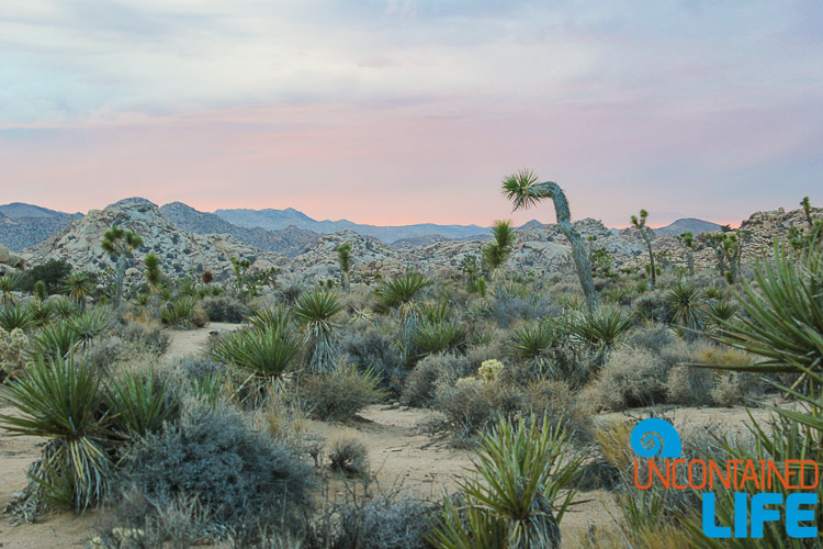 Walking Path Barker Dam Joshua Tree