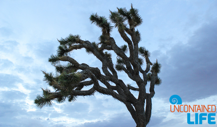 Joshua Tree