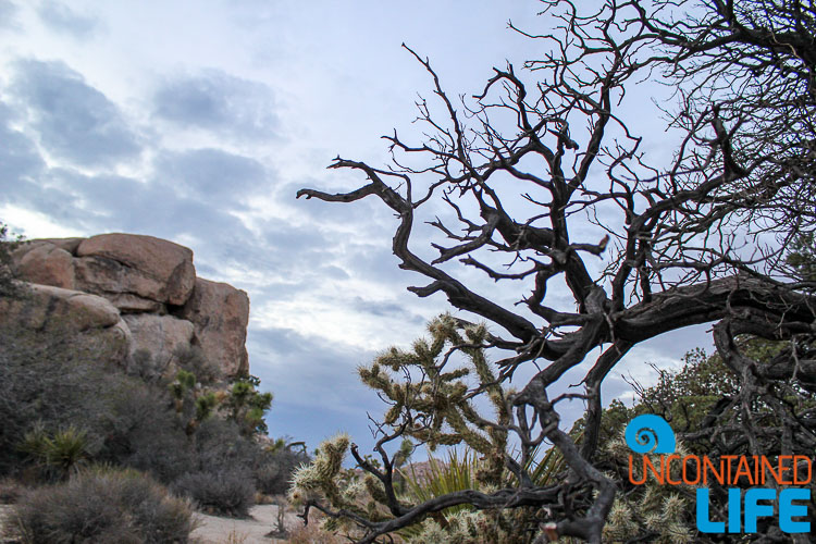 Barker Dam Trail