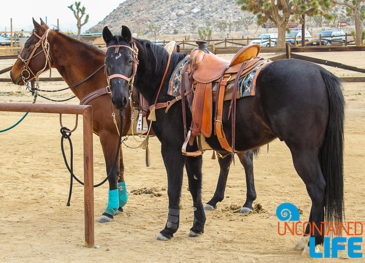 Horses in Pioneertown