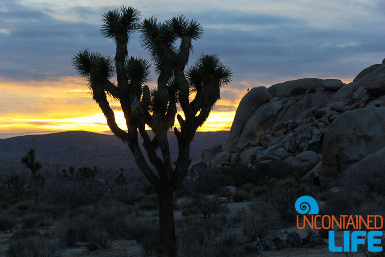 Joshua Tree Silhouette Sunset