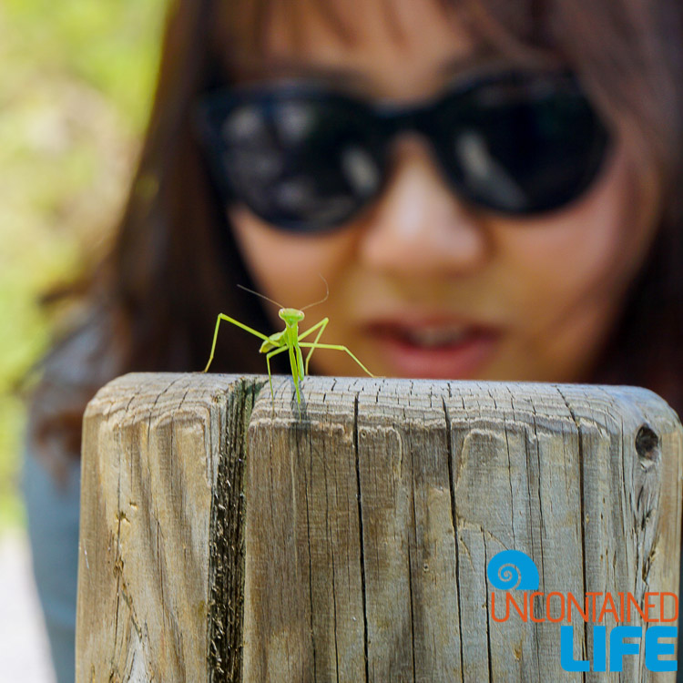 Praying Mantis, Off the Beaten Path in South Korea, Uncontained Life