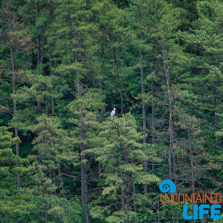 Bird in Trees, Off the Beaten Path in South Korea, Uncontained Life