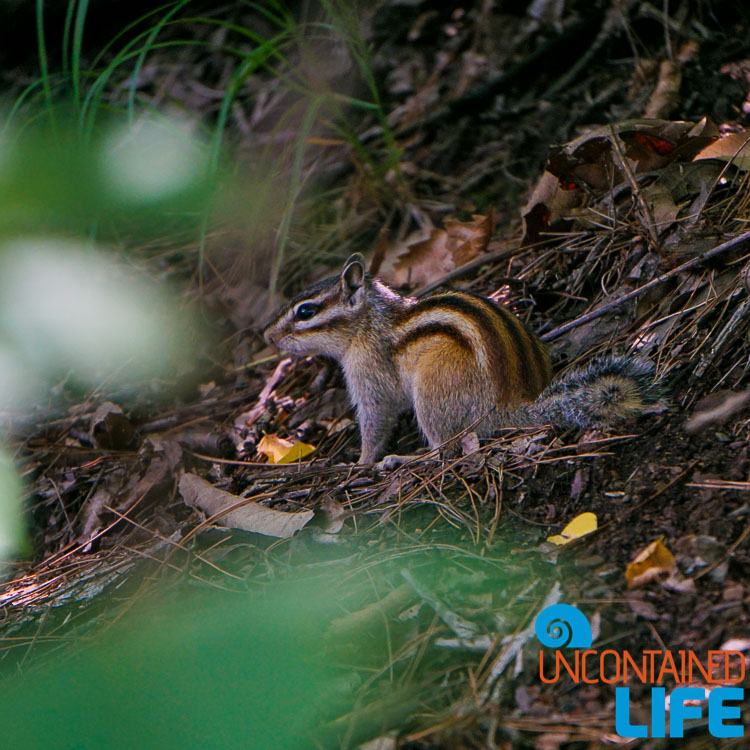 Squirrel, Off the Beaten Path in South Korea, Uncontained Life