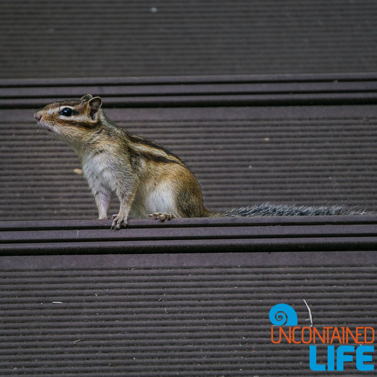 Squirrel, Off the Beaten Path in South Korea, Uncontained Life