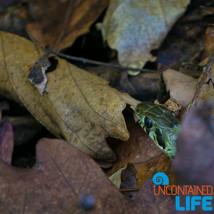 Snake, Off the Beaten Path in South Korea, Uncontained Life