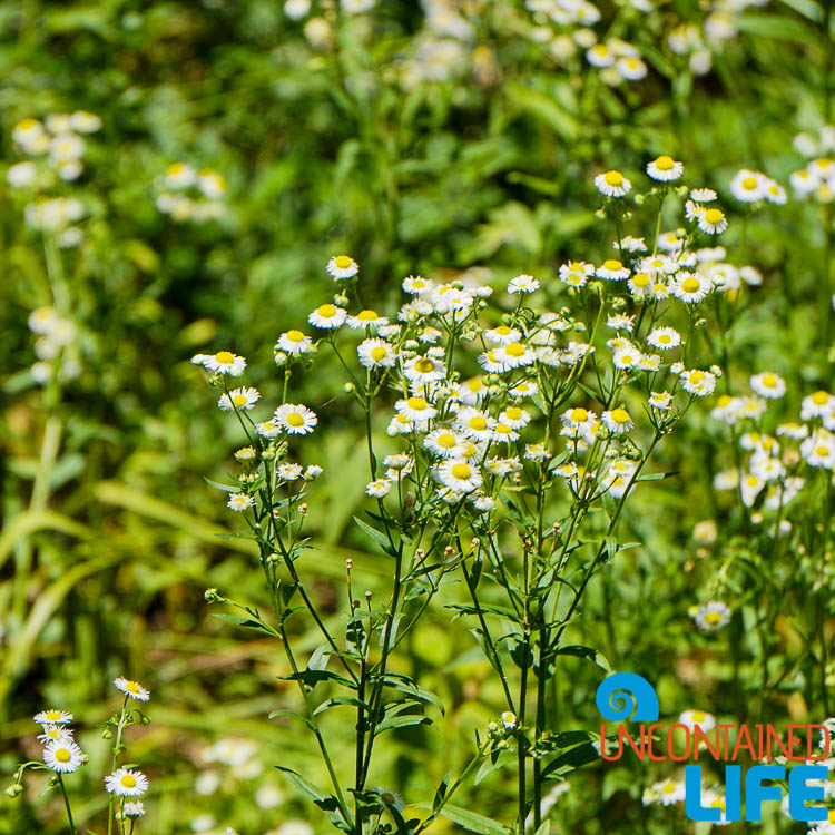 Wildflowers, Off the Beaten Path in South Korea, Uncontained Life