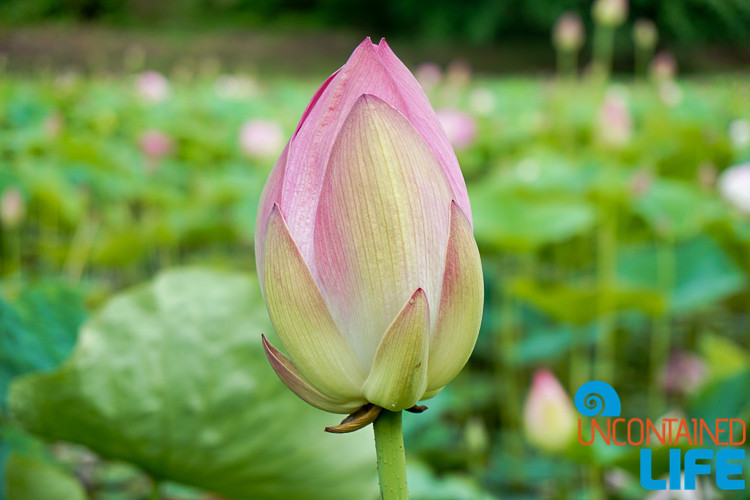 Lotus Bud South Korea