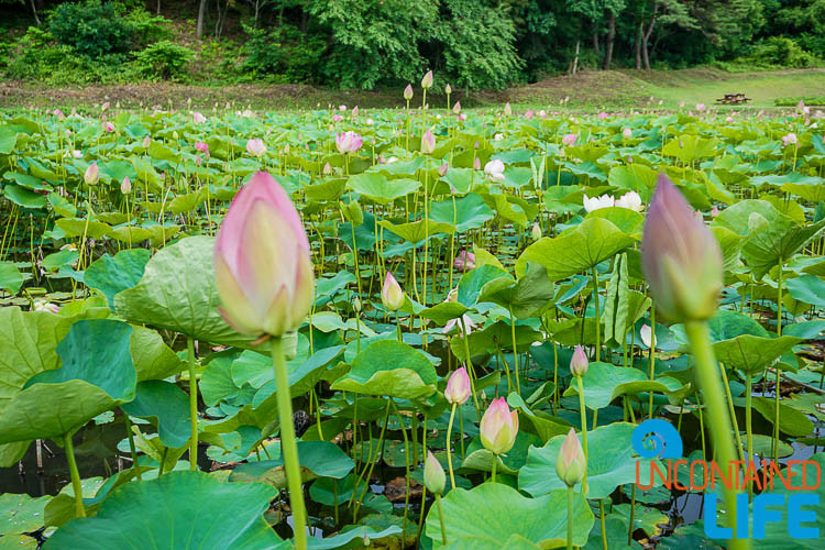 Lotus Bud and Field