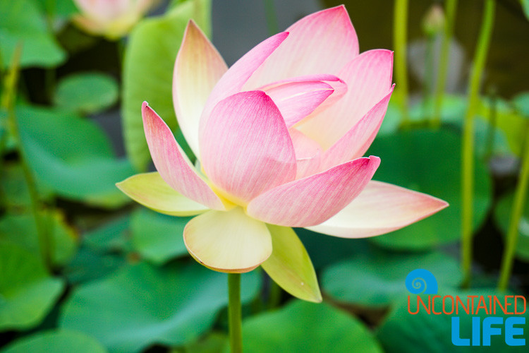 Lotus in Bloom, Off the Beaten Path in South Korea, Uncontained Life