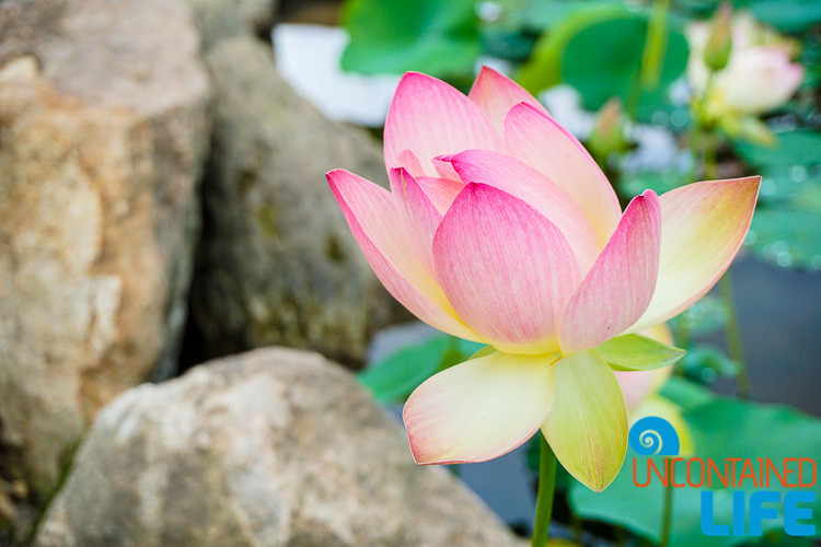 Blooming Lotus Rocks South Korea