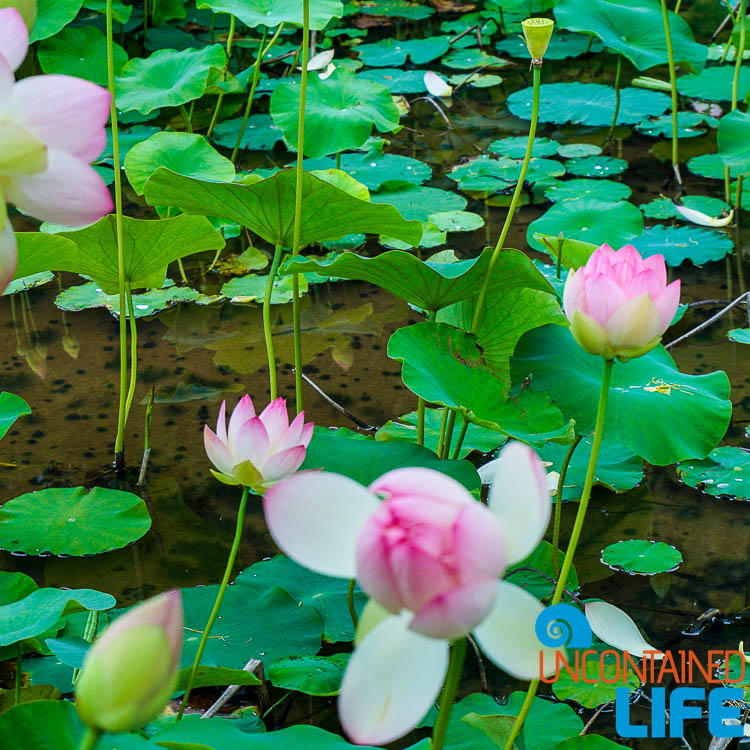 Lotus Flowers and Lily Pads
