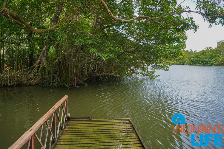 Mangroves, Mangrove Resort, Langogan, Philippines, Uncontained Life