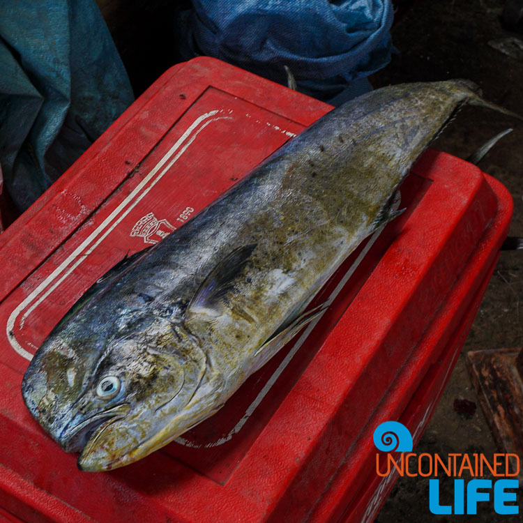 Dorado Fish, Langogan, Philippines, Uncontained Life