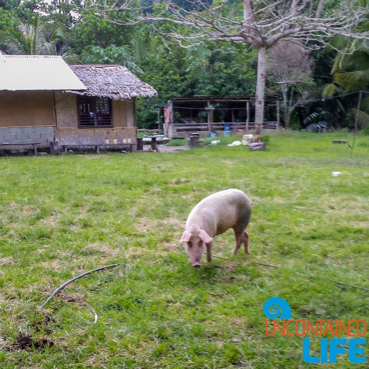 Local Pig, Mangrove Resort in Langogan, Palawan, Philippines, Uncontained Life
