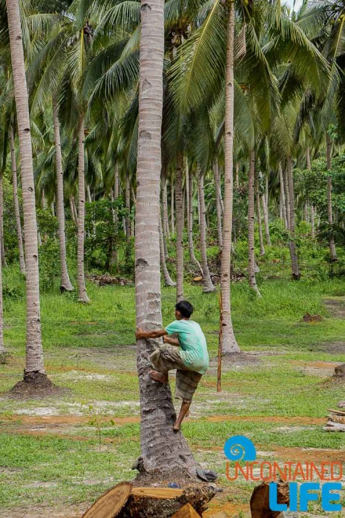 Coconut Climber, Mangrove Resort in Langogan, Palawan, Philippines, Uncontained Life