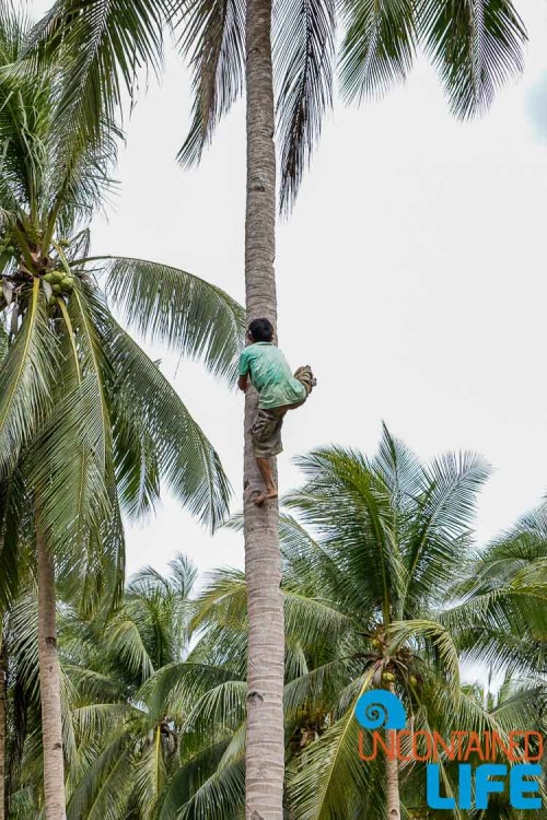 Climb Coconut Tree, Mangrove Resort in Langogan, Palawan, Philippines, Uncontained Life
