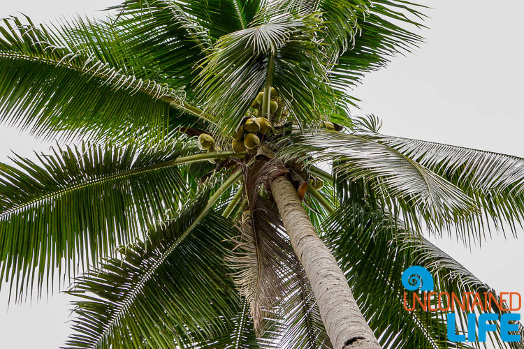 Coconut Tree, Mangrove Resort in Langogan, Palawan, Philippines, Uncontained Life