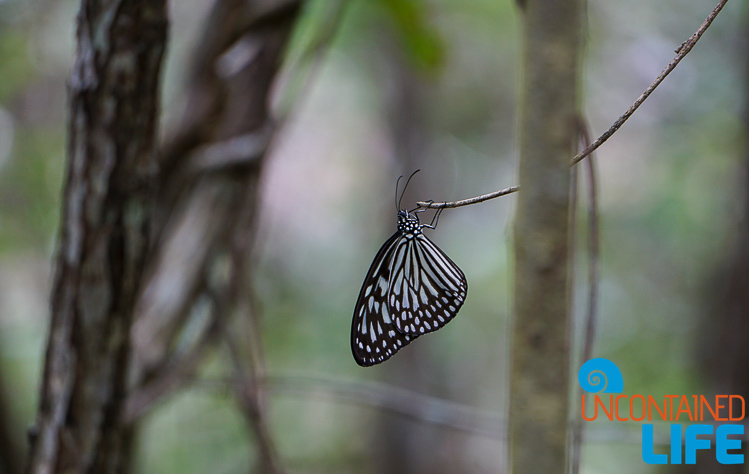 Butterfly, Mangrove Resort, Langogan, Philippines, Uncontained Life