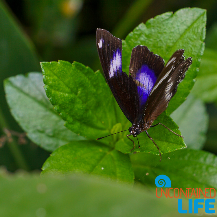 Butterfly, Mangrove Resort in Langogan, Palawan, Philippines, Uncontained Life