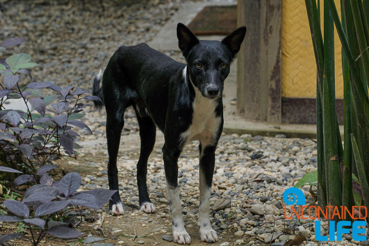 Dog, Mangrove Resort in Langogan, Palawan, Philippines, Uncontained Life