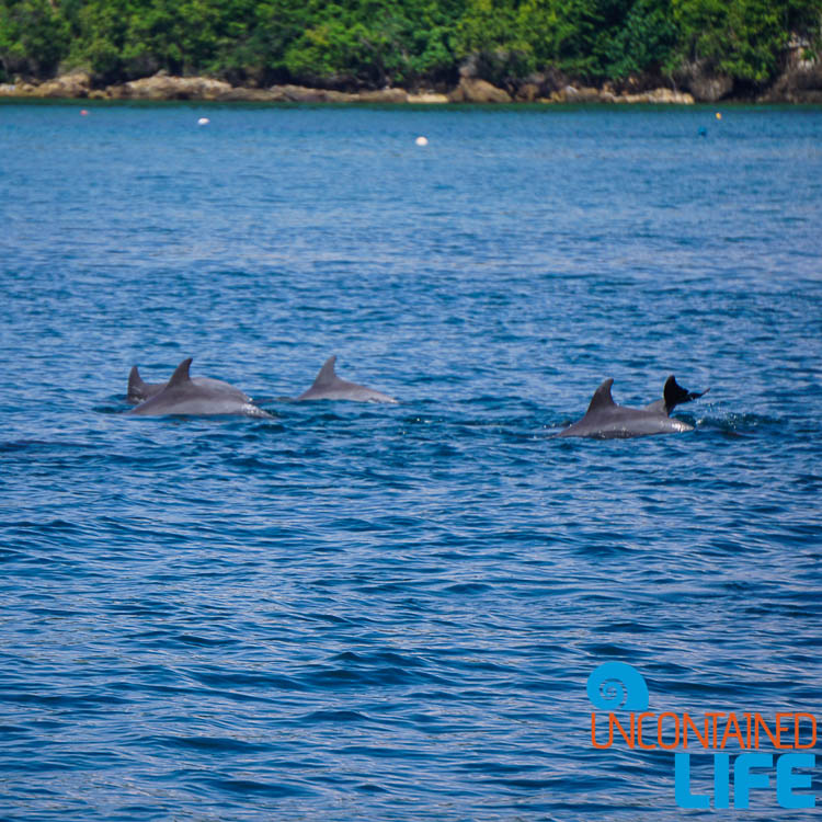 Dolphins, Blue World Safari, Phi Phi Islands, Phuket, Thailand, Uncontained Life