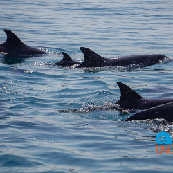 Blue World Safari, Dolphins, Uncontained Life