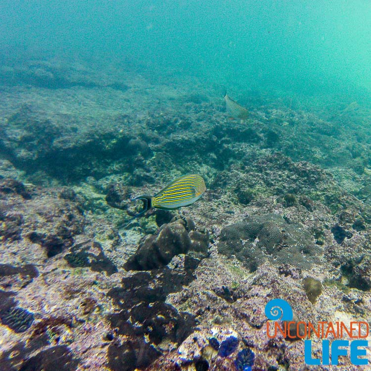 Fish, Snorkeling, GoPro, Blue World Safari, Phi Phi Islands, Phuket, Thailand, Uncontained Life