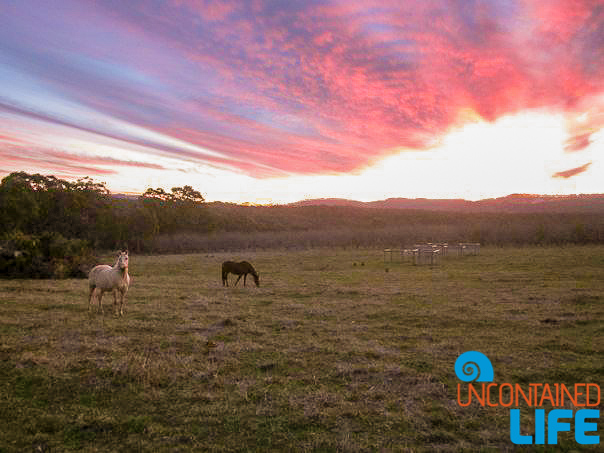 Horseback Riding, Blue Mountains, New South Wales, Active Adventures, Australia, Uncontained Life