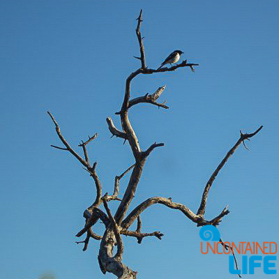 Bird on Dead Tree, Active Adventures, Australia, Uncontained Life