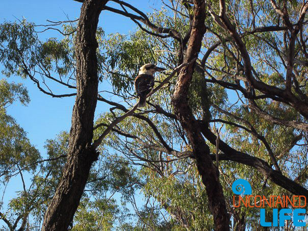 Kookabura, Queensland Australia