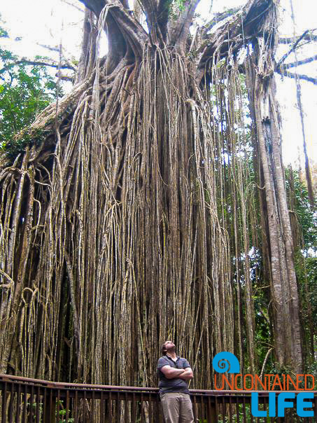 Curtain Fig Tree, Queensland Australia