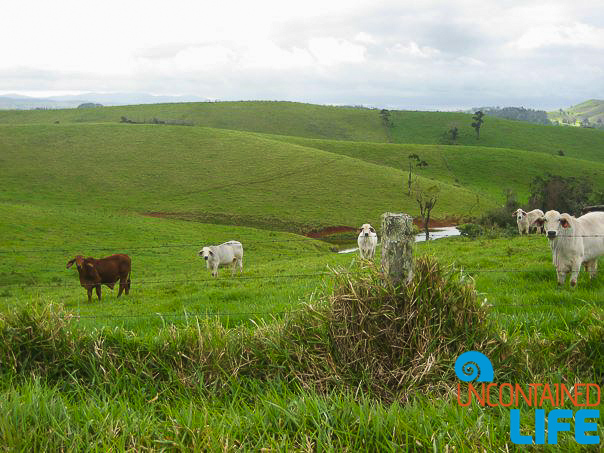 Cows, Queensland Australia