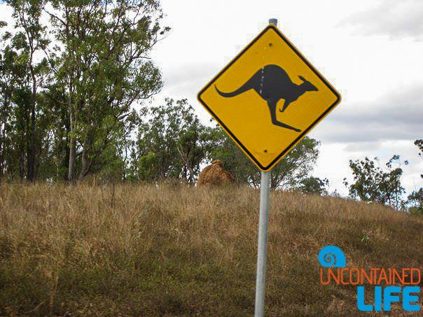 Kangaroo, Signs, Queensland Australia