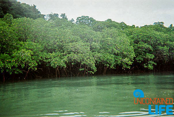 Mangrove Forest, Kayaking, Active Adventures, Australia, Uncontained Life