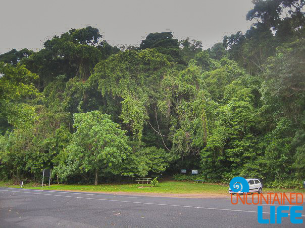 Jungle, Queensland Australia