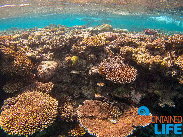 Great Barrier Reef, Snorkeling, Active Adventures, Australia, Uncontained Life