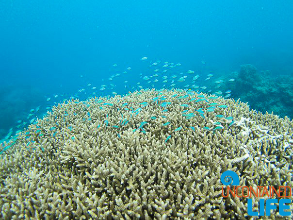 Great Barrier Reef, Active Adventures, Australia, Uncontained Life