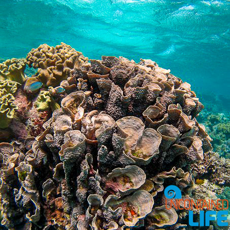 Great Barrier Reef, Active Adventures, Australia, Uncontained Life