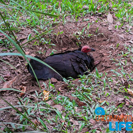 Wild Turkey, Queensland Australia