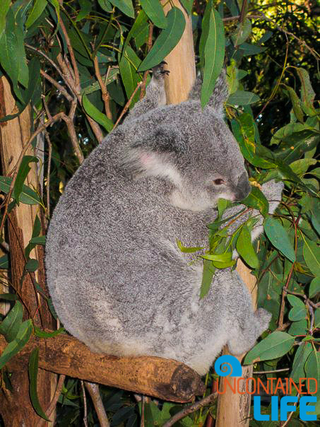 Koala, Queensland Australia