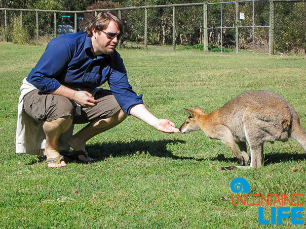Kangaroo, Queensland Australia