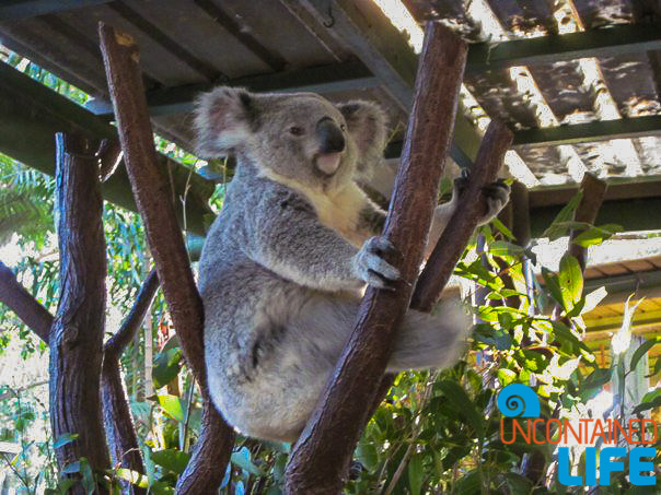 Koala, Queensland Australia