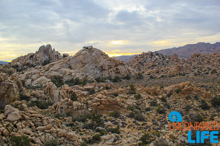 Joshua Tree, California, USA, January travel destinations, Uncontained Life