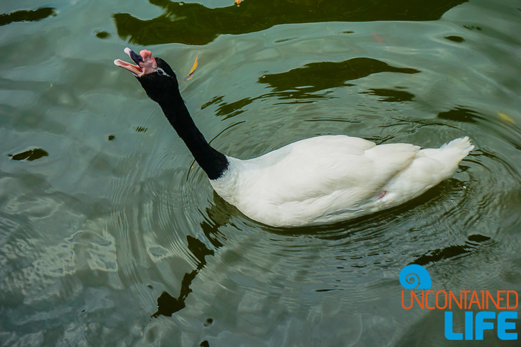 Kawloon Park, Goose, Hong Kong, Uncontained Life